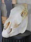 Very Nice Complete Zebra Skull w/All Teeth TAXIDERMY