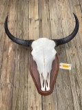 Rarely seen Yak, skull, with big horns . on a wood panel, 30 inches long overall, horns are 18 1/2 i