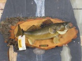 Real Skin Walleye Fish Mt on Plaque TAXIDERMY
