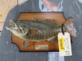 Real skin Small Mouth Bass on Plaque TAXIDERMY
