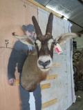Roan Antelope Sh Mt W/Removable Horns TAXIDERMY