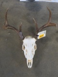 7 Pt Whitetail Deer Skull w/16.5