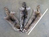 3 Nice/Soft Raccoon Hides (ONE$) TAXIDERMY