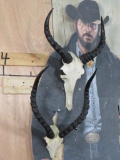 2 Euro Wall Hangers ONE$ TAXIDERMY