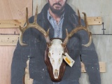 10 Pt Whitetail Skull on Plaque w/Approx 20