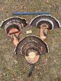 3 Turkey tails, beards & spurs, on Nice wood display, 2 Eastern, & 1 Merriam Great taxidermy