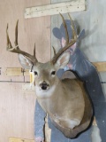 12 Pt Whitetail Sh Mt on Plaque TAXIDERMY