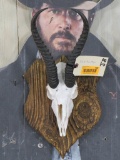 Springbok Skull on Foam Plaque TAXIDERMY