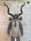 Kudu Sh Mt W/Removable Horns TAXIDERMY