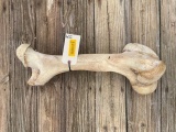 Rarely seen Giraffe leg bone, 22 inches long, weights 11 lbs 4 ozs. Great for carving or Scrimshaw,