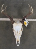 Nice Smaller 8 Pt Whitetail Skull w/All Teeth TAXIDERMY