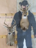2 -8 Pt Whitetail Sh Mts (ONE$) TAXIDERMY