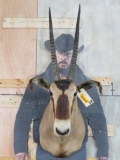 Vintage Fringe Eared Oryx *TX RESIDENTS ONLY* TAXIDERMY