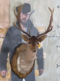 Rough Chocolate Fallow Sh Mt on Plaque... TAXIDERMY