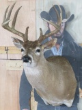 11 Pt Whitetail Sh Mt Missing Some Hair TAXIDERMY