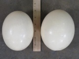 2 Ostrich Eggs (ONE$) TAXIDERMY