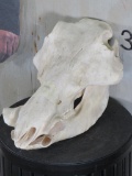 Warthog Skull No tusks TAXIDERMY