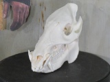 Nice Javalina Skull w/All Teeth Approx 8.5