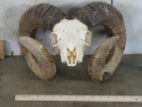 Nice Corsican Skull TAXIDERMY