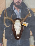 Funky Right Dominant Uncommon 9 Pt Whitetail Skull W/All Teeth on Plaque TAXIDERMY