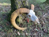 Mouflon Sheep skull and big horns-All teeth , 29 & 29 1/2 inch long horns great oddity Taxidermy!