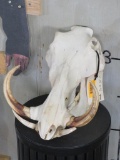 Warthog Skull TAXIDERMY