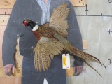 Lifesize Flying Pheasant TAXIDERMY