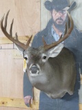 Newer 11 Pt Whitetail Sh Mt TAXIDERMY