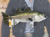 Reproduction Striped Bass Fish Mt TAXIDERMY