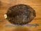 X Large, soft tanned Beaver, hide, fur, pelt, 36 inches long, and 25 inches wide, great log cabin, t