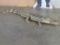 Nice Lifesize Alligator TAXIDERMY