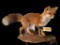 Beautiful, heavy furred Alaskan Red Fox, on wood base, can sit, or hang on the wall 32 inches long x