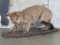 Very Nice Lifesize African Wild Cat on Base TAXIDERMY