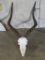 Impala Skull w/Removable Horns TAXIDERMY