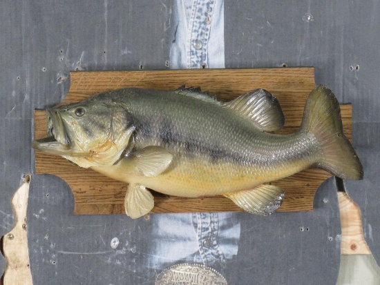 Vintage Real Skin Bass on Plaque TAXIDERMY