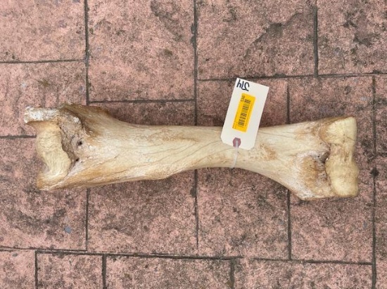 Rarely seen Giraffe leg bone, 22 inches long, weights 11 lbs 5 ozs. Great for carving or Scrimshaw,