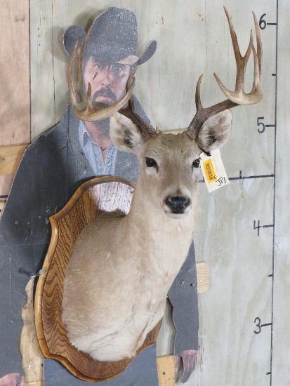 13 Pt Whitetail Sh Mt on Plaque TAXIDERMY