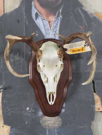 8 Pt Whitetail Skull on Plaque w/All Teeth TAXIDERMY