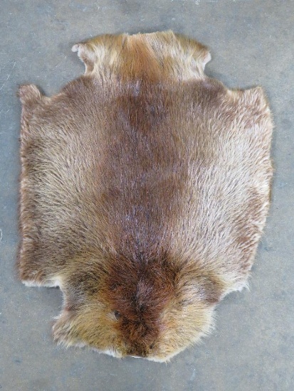 Nice Beaver Hide TAXIDERMY