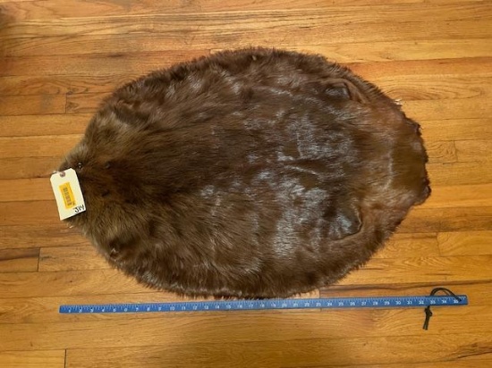 X Large, soft tanned Beaver, hide, fur, pelt, 36 inches long, and 25 inches wide, great log cabin, t