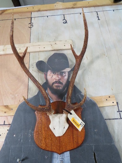 Axis Rack on Nice Plaque TAXIDERMY | Art, Antiques & Collectibles ...