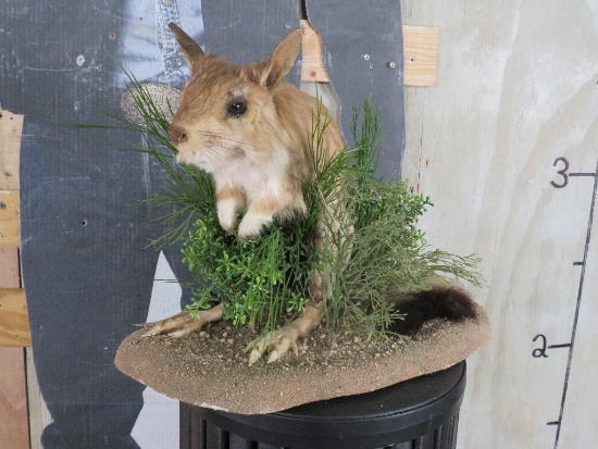Lifesize Springhare on Base TAXIDERMY | Art, Antiques & Collectibles ...
