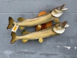 Awesome looking Northern Pike, fish, taxidermy mounts on a wood base 36 & 37 1/2 inches long great n