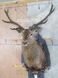 Red Stag Sh Mt on Custom made Plaque TAXIDERMY