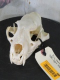 Nice Leopard Skull -All Teeth *TX RESIDENTS ONLY* TAXIDERMY
