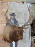 Nice/Newer Elk Sh Mt TAXIDERMY