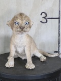 Super Cute Lifesize Baby Lion (stillborn zoo death)*TX RES ONLY* Brand New TAXIDERMY