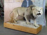 Lifesize African Lion on Base w/Wheels *TX RESIDENTS ONLY* TAXIDERMY