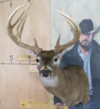 Newer 13 Pt Whitetail Sh Mt TAXIDERMY