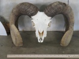 Nice Ram Skull TAXIDERMY